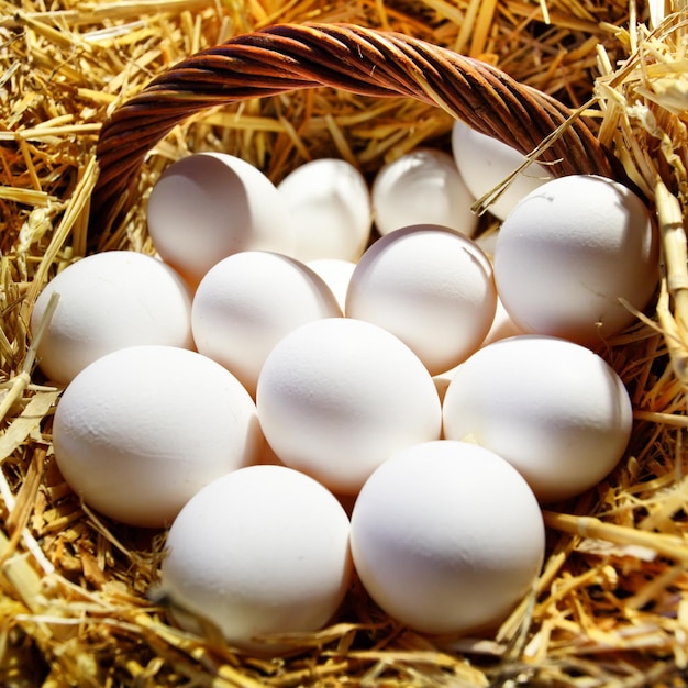 oeufs dans le panier