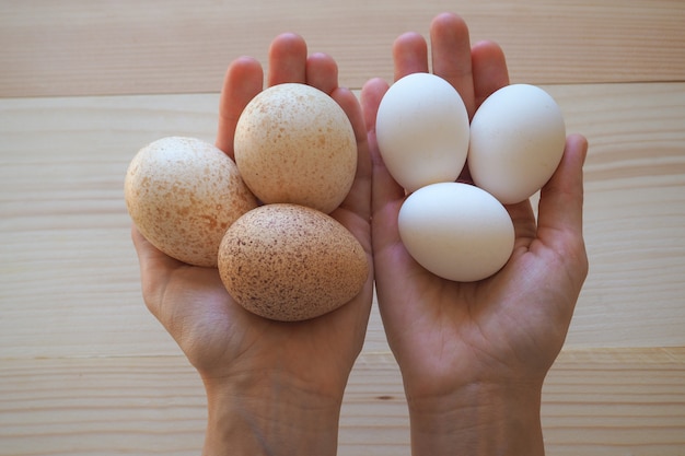 Oeufs de dinde diététiques et œufs de poule ordinaires entre les mains de.