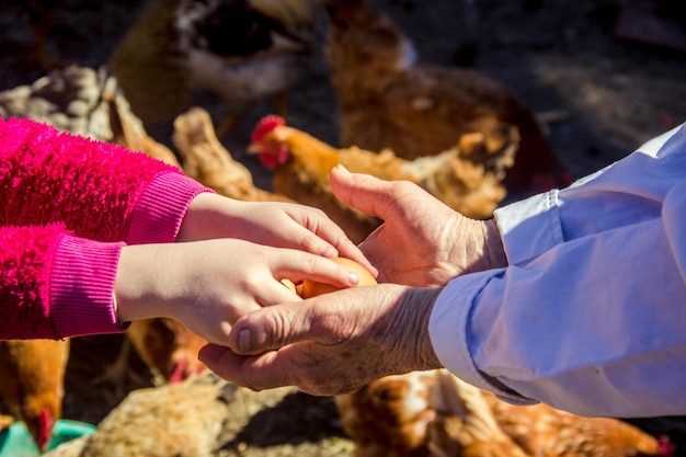 Oeufs domestiques de poulet dans les mains Mise au point sélective