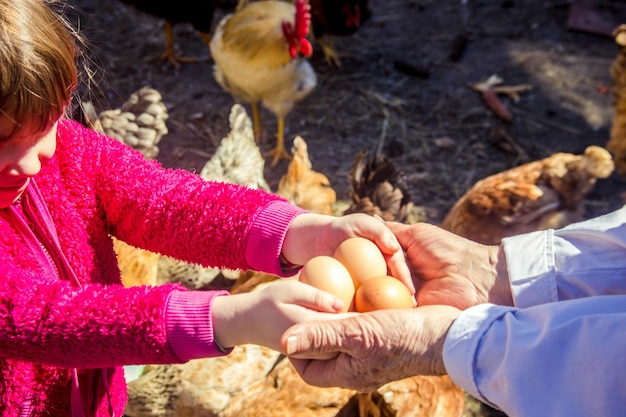 Oeufs domestiques de poulet dans les mains Mise au point sélective