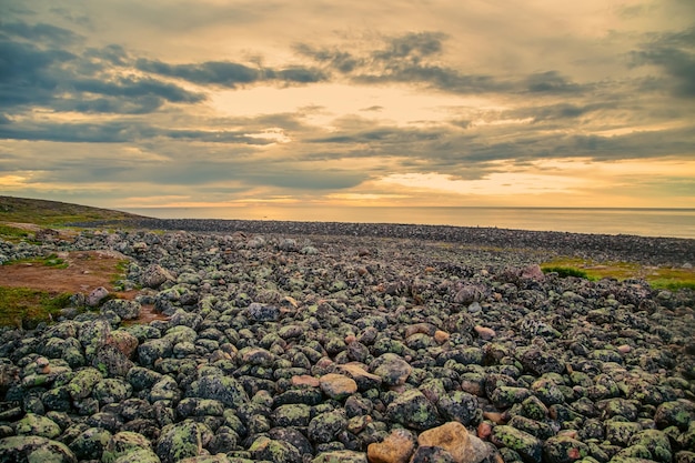 Oeufs de dragon de plage sur la rive de la mer de Barents, quartier du village de pêcheurs du nord de Teriberka