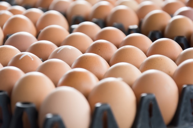 Oeufs de la ferme de poulet dans le paquet