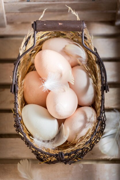 Oeufs frais de poules élevées en plein air de la ferme