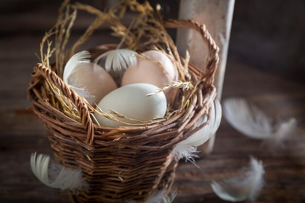 Oeufs frais de poules élevées en plein air