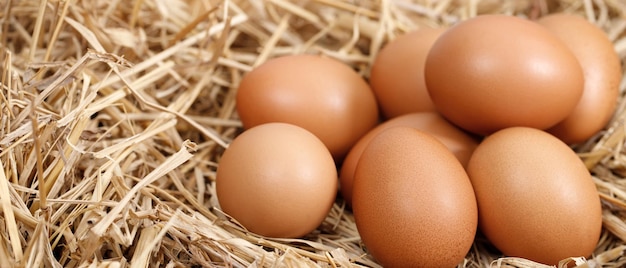 Les œufs frais sont prêts pour le petit déjeuner à la ferme