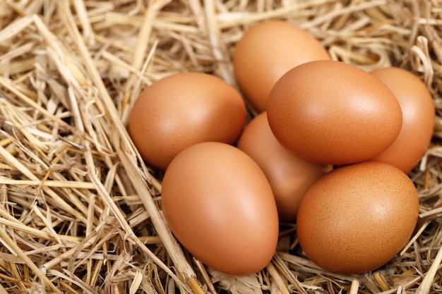 Les œufs frais sont prêts pour le petit déjeuner à la ferme