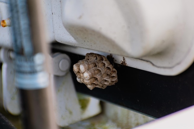 Des œufs de guêpes dans un nid hexagonal suspendus dans une vespule intérieure de voiture