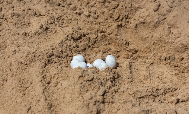 Oeufs de lézard blanc trouvés dans le sable jaune en plein soleil.