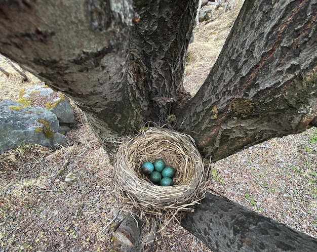 Photo des œufs d'oiseaux dans un nid sur une vue du haut d'un arbre