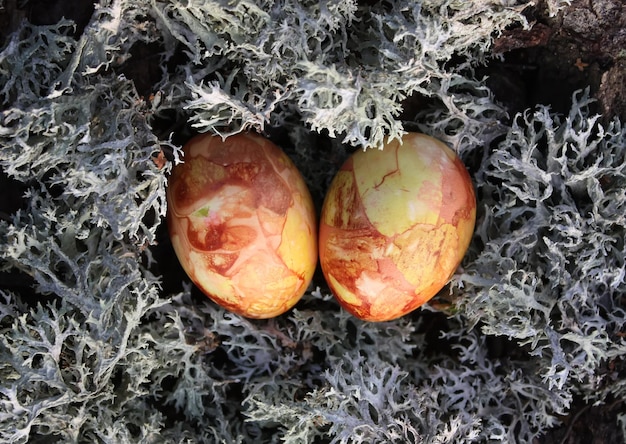 Oeufs de Pâques colorés sur la mousse dans la forêt