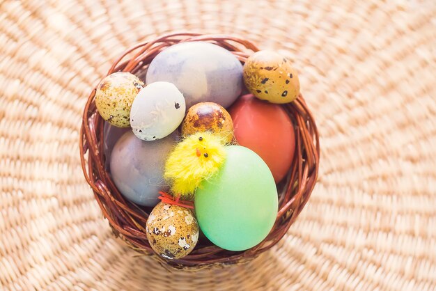 Oeufs de Pâques colorés et petit jouet de poulet jaune décoratif dans un panier en osier.