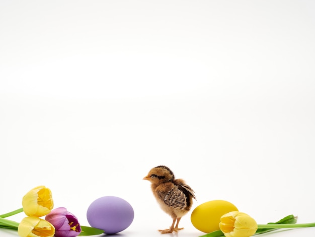 Oeufs de Pâques colorés et poussins.