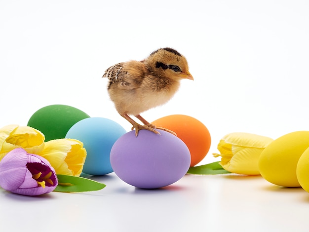 Oeufs de Pâques colorés et poussins.