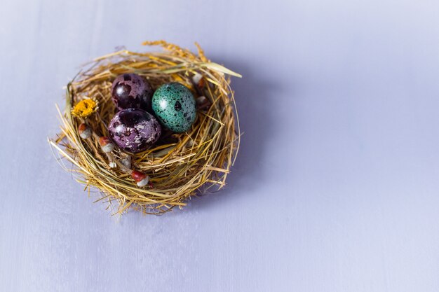 Oeufs de Pâques dans un nid et avec des fleurs sur le mur bleu.