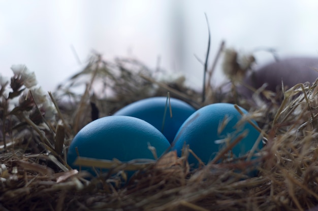 Oeufs de Pâques dans le nid.