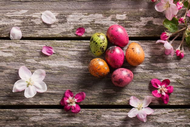 Oeufs de Pâques avec des fleurs de pomme sur fond de bois