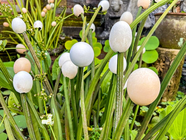 Oeufs de pâques pâques coquille d'oeuf porté sur la pointe des tiges de cactus coquille d'oeuf de pâques sur une plante verte de cactus