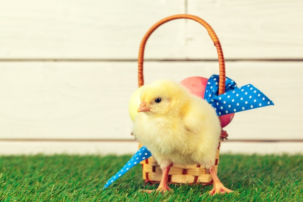 Oeufs de Pâques et poulets sur l'herbe verte