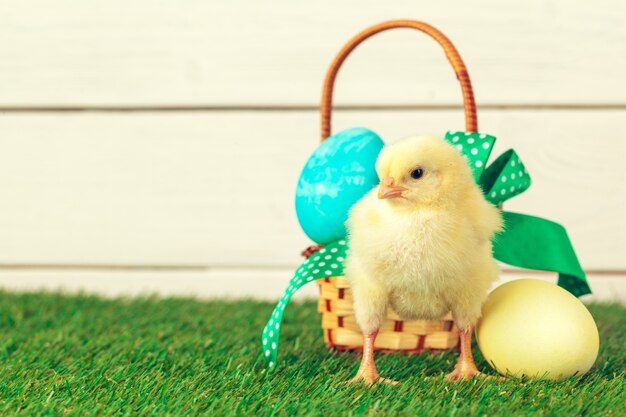 Oeufs de Pâques et poulets sur l'herbe verte