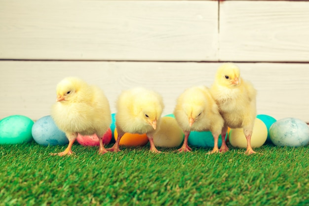 Oeufs de Pâques et poulets sur l'herbe verte