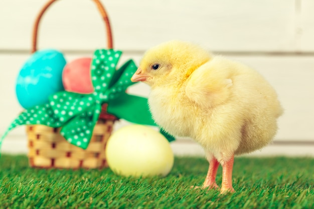 Oeufs de Pâques et poulets sur l'herbe verte