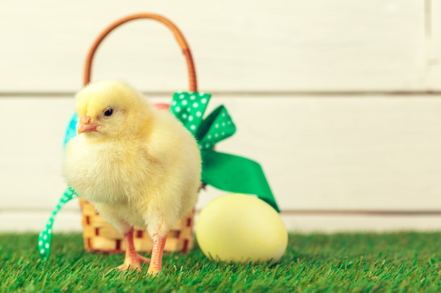 Oeufs de Pâques et poulets sur l'herbe verte