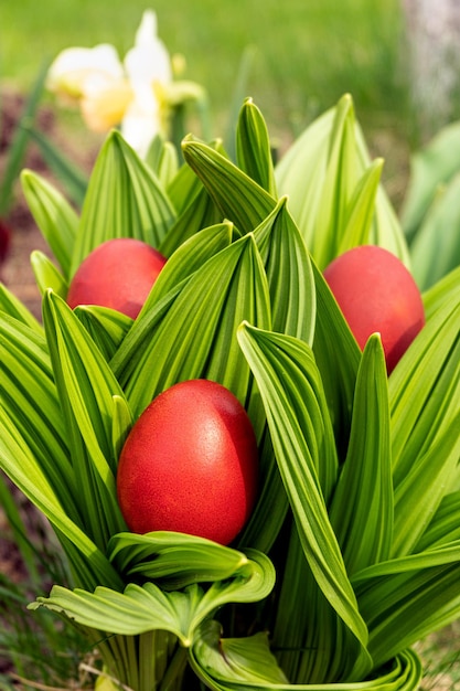 Oeufs de Pâques rouges peints à la main faits maison entre des feuilles vertes fraîches dans un jardin de printemps ensoleillé