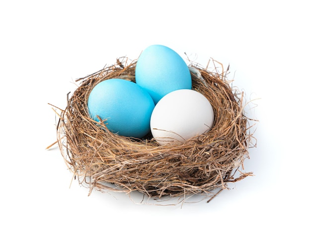 Les oeufs de Pâques sont bleus et blancs dans le nid isolés sur fond blanc. Le concept de Pâques. Vue de côté, gros plan.