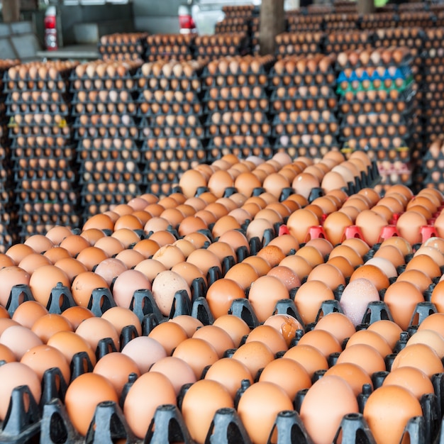 Oeufs de poulailler dans l'emballage