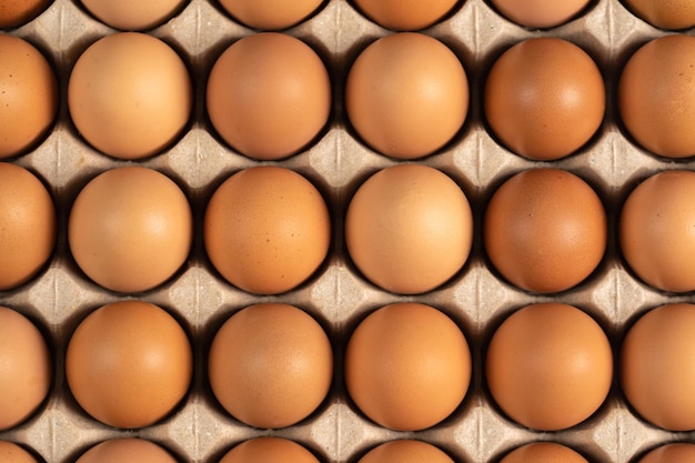 Photo oeufs de poule en carton