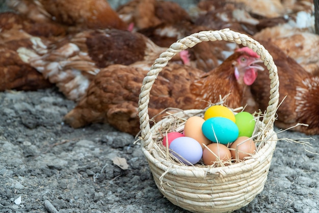 Oeufs de poule colorés dans le panier sur le sol à côté du groupe de poule