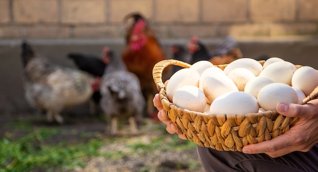 Oeufs de poule dans les mains d'un homme