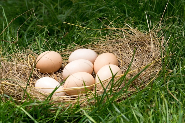 Oeufs de poule dans la nature