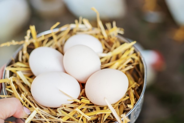 Oeufs De Poule Frais Dans Le Foin D'une Ferme Mise Au Point Sélective