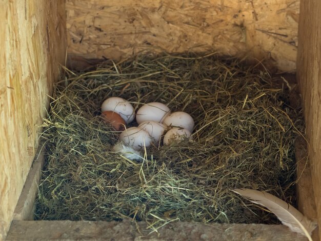 Oeufs de poule frais dans le nid, thème de la ferme