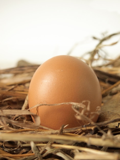 Photo Œufs de poule sur l'herbe sèche