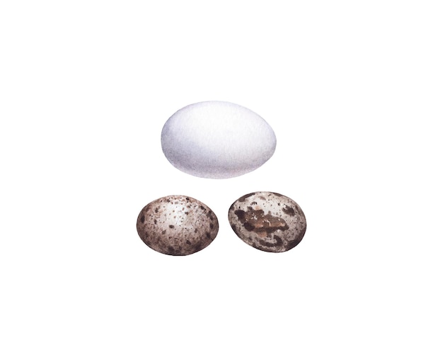 Oeufs de poulet et de caille aquarelle isolés sur fond blanc