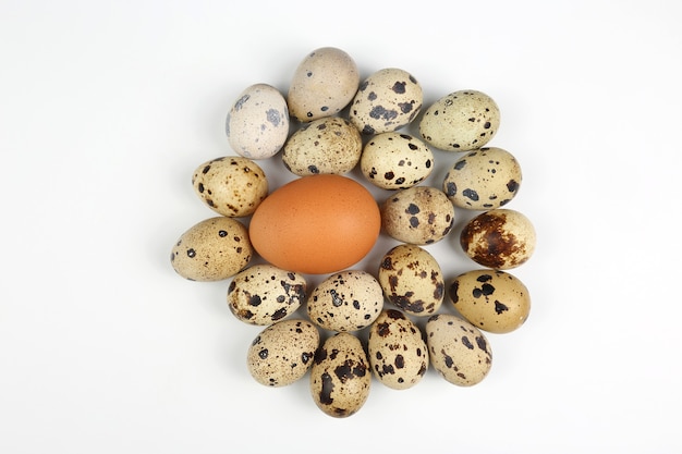 Oeufs de poulet et de caille sur fond blanc