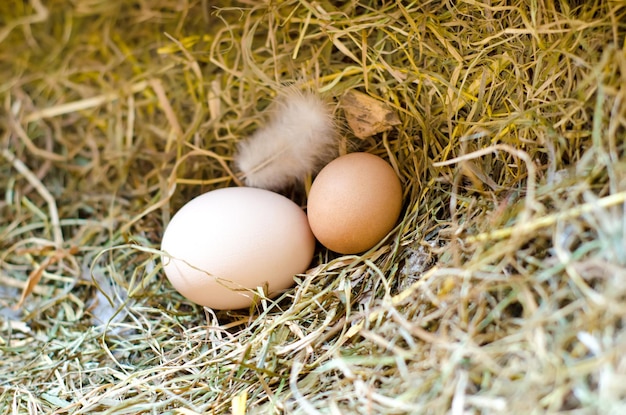 Oeufs de poulet dans un foin