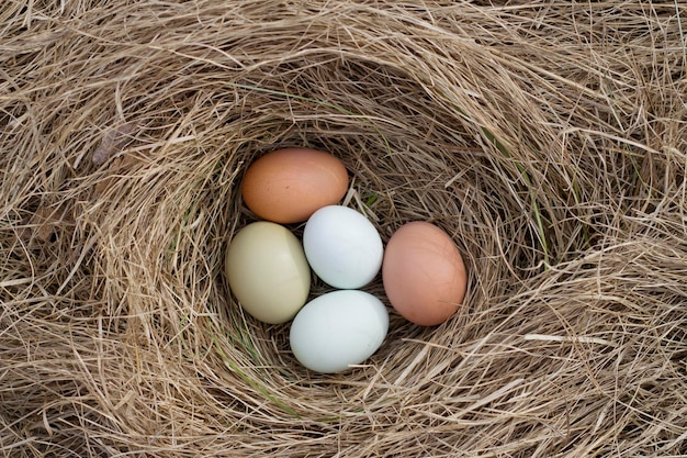 Oeufs de poulet de différentes couleurs dans le nid d'herbe sèche avec vue de dessus