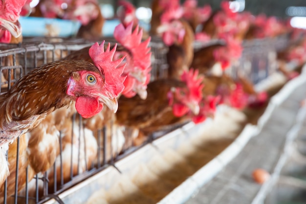 Oeufs Poulets à la ferme locale