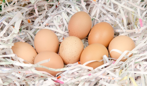 Oeufs pour la cuisine