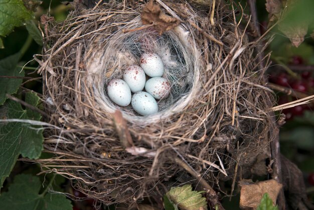 Oeufs tachetés blancs dans un nid sur un arbre