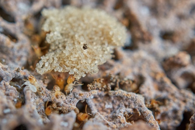 Photo oeufs termites et termites