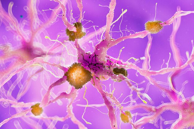Œuvres d'art sur les cellules nerveuses
