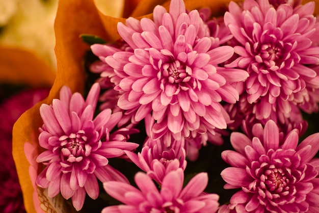 Offrez un bouquet de fleurs de chrysanthèmes écarlates