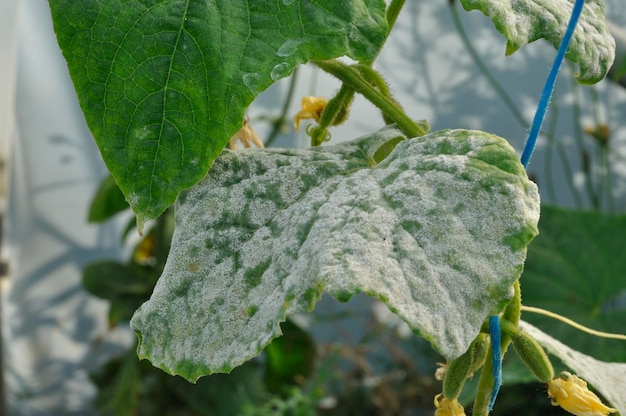 Oïdium sur feuilles de concombre