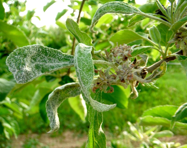 Oïdium Podoshpaera leucotricha sur un pommier