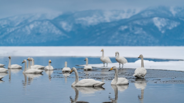 Oie au lac d&#39;hiver