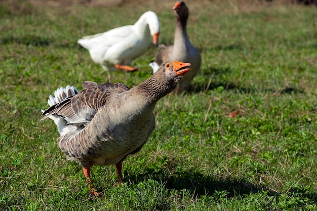 Une oie avec un bec orange se tient dans l'herbe